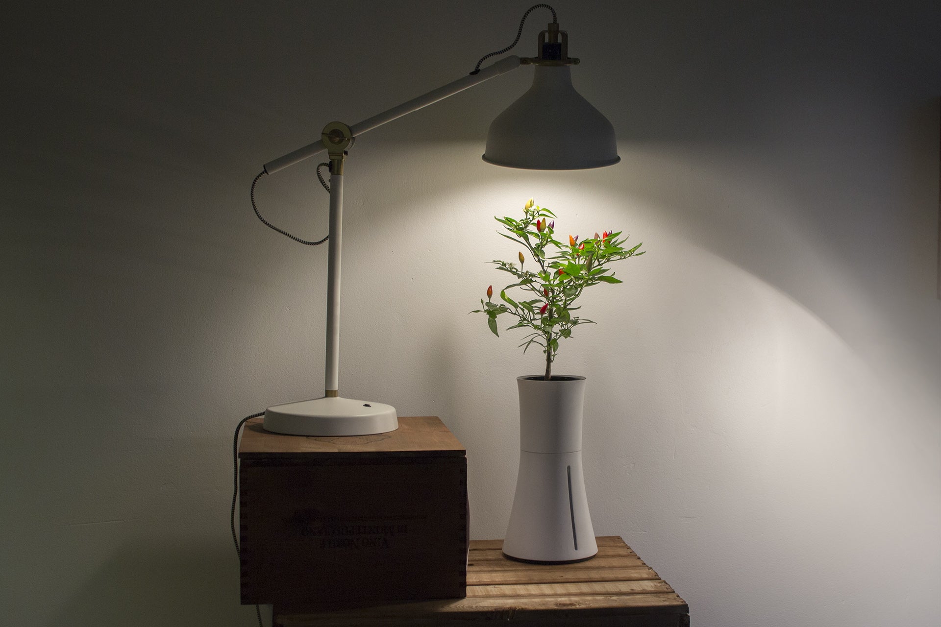 Do Grow Lights Work? Everything You Need to Know