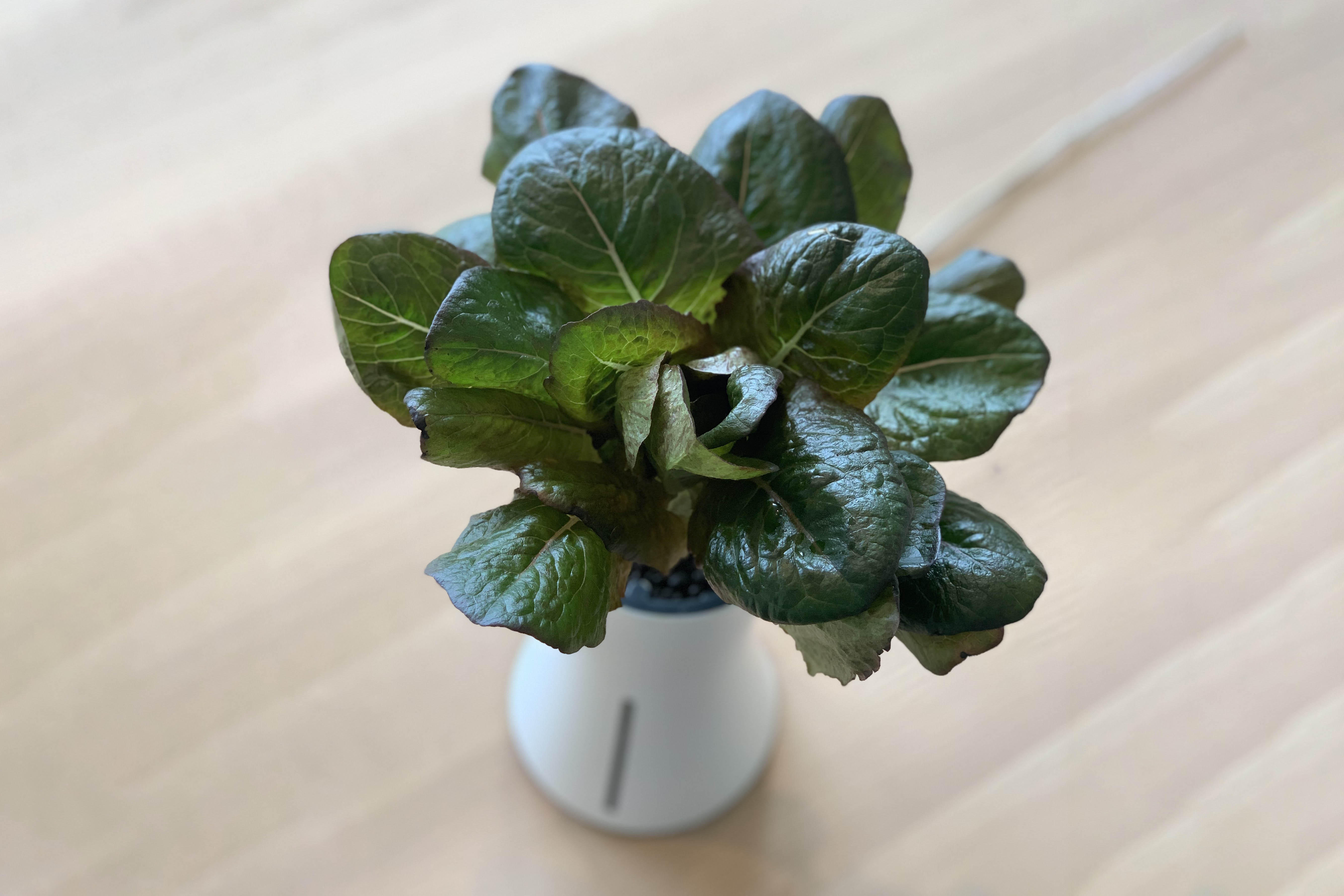 Troubleshooting Plant Problems in Botanium: A Practical Guide