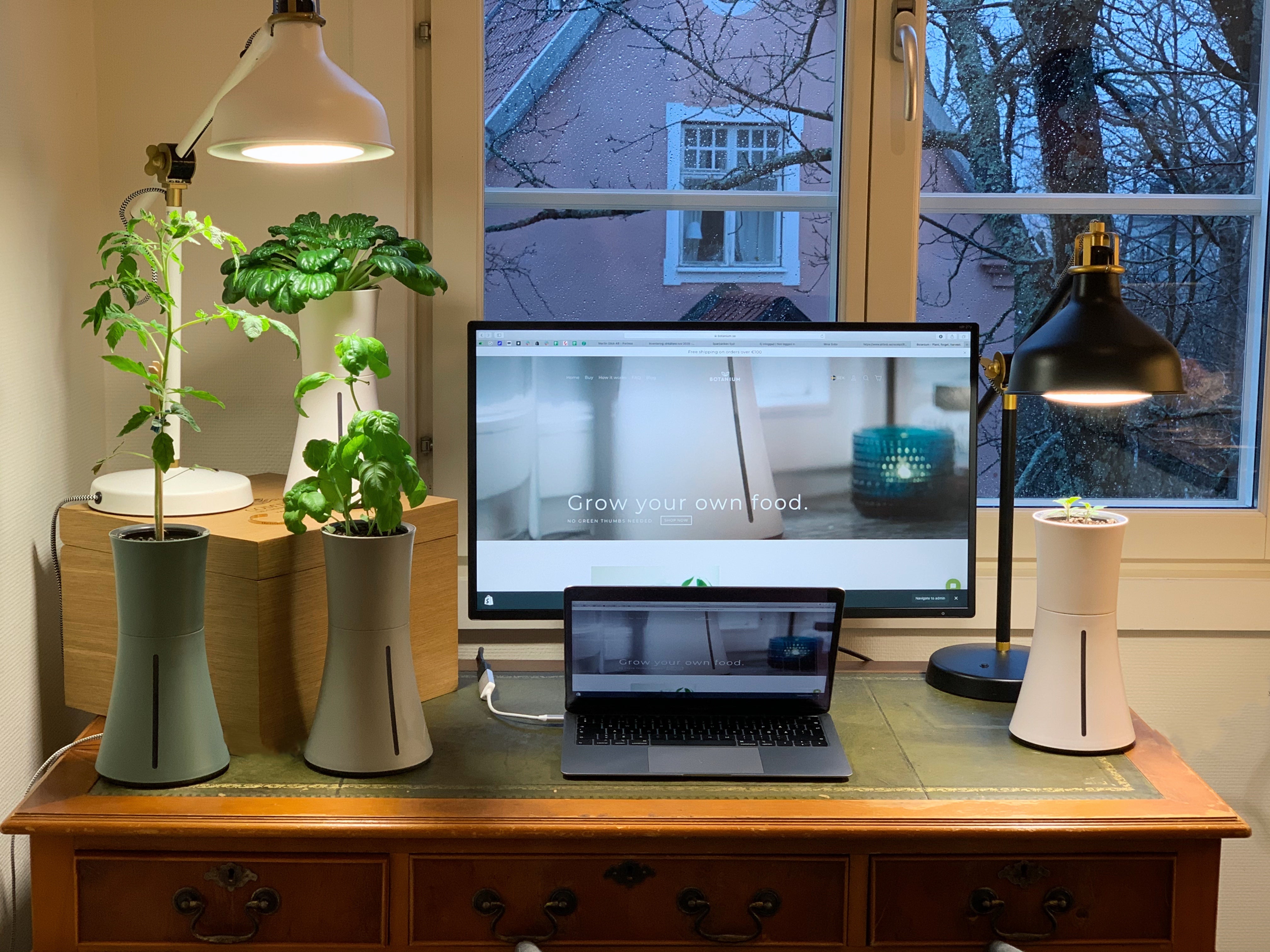Plants boost productivity when working from home 🌿