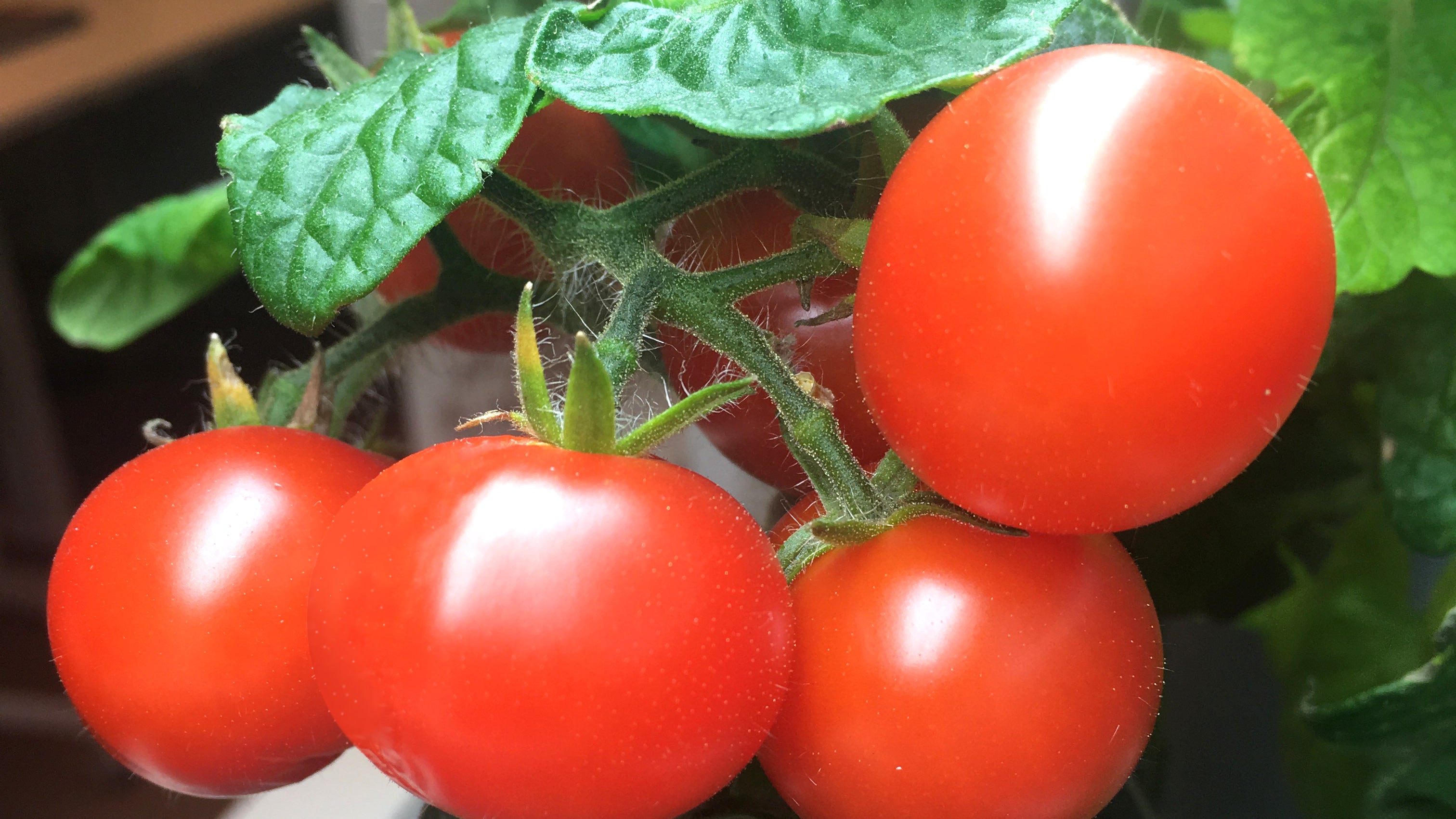 How to grow tomatoes