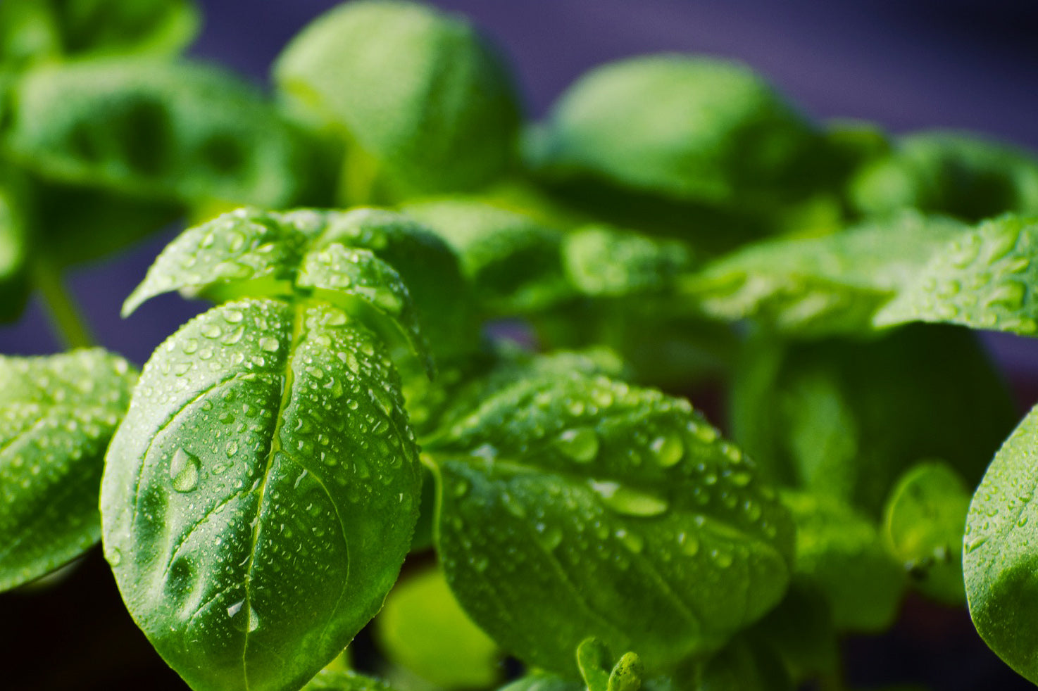 How to grow basil (and other herbs)