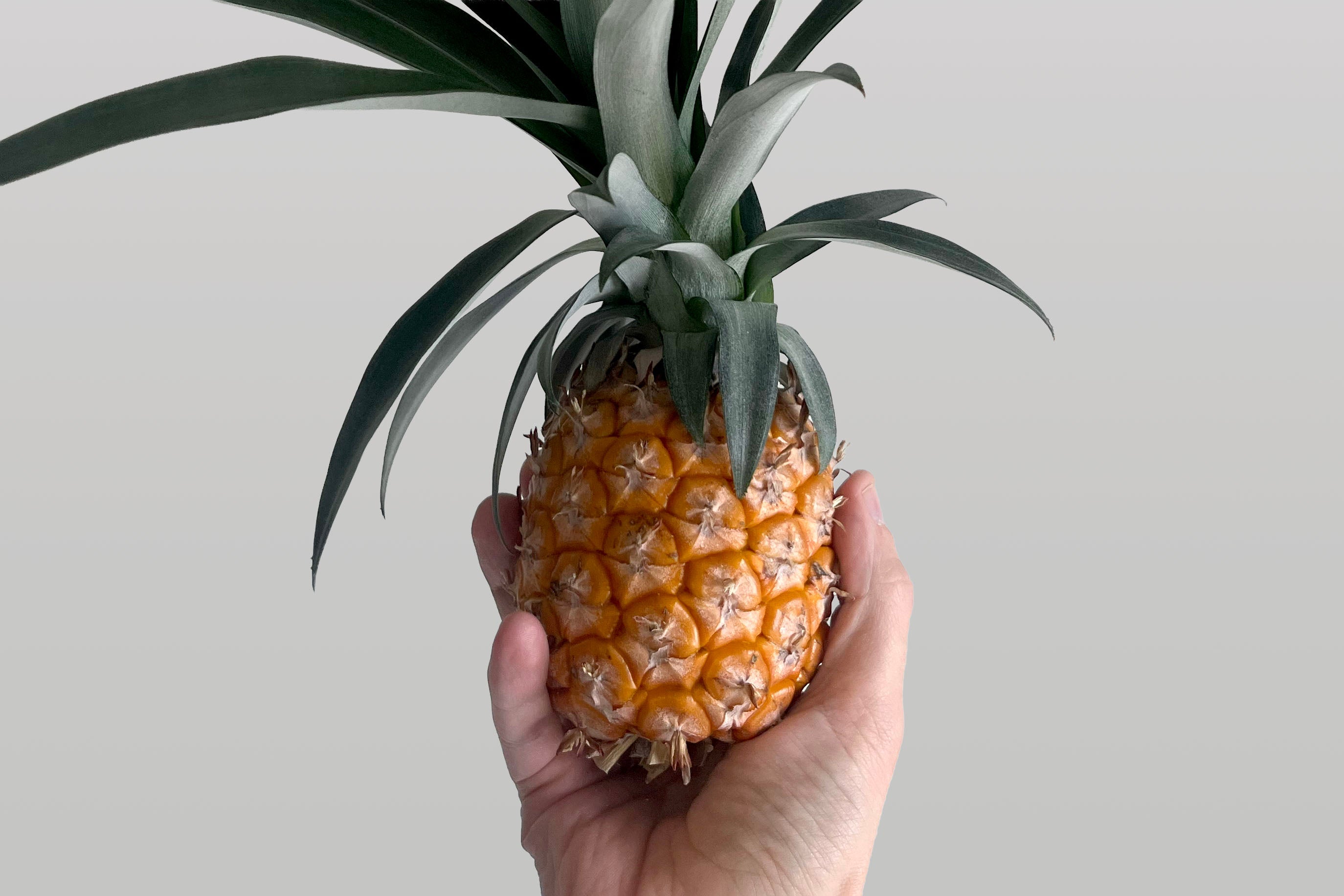 Can You Grow a Pineapple in a Botanium?