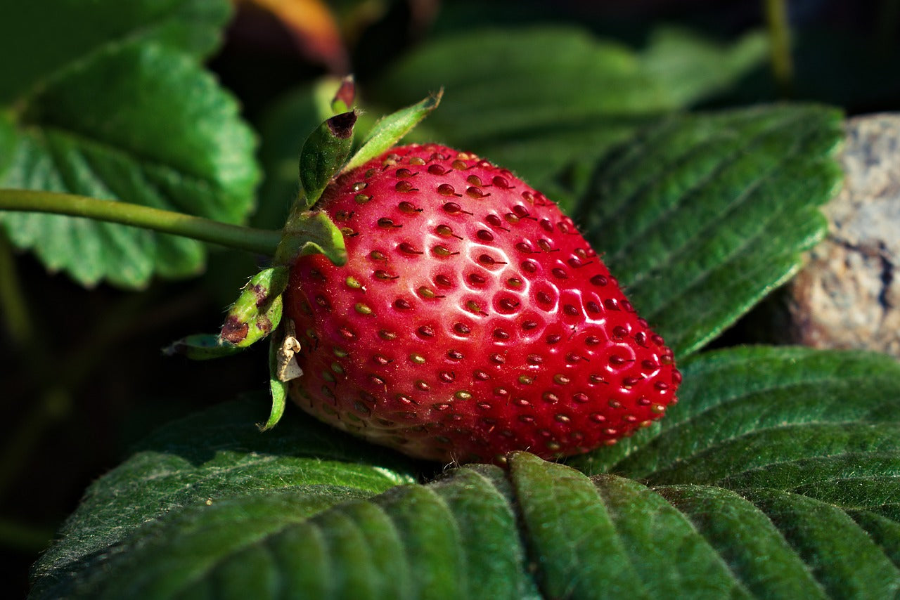 How to grow strawberries